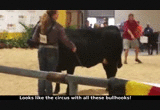 Cows bulhooked, activists hustled out of MD State Fair